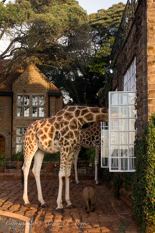 Жирафы у Giraffe Manor