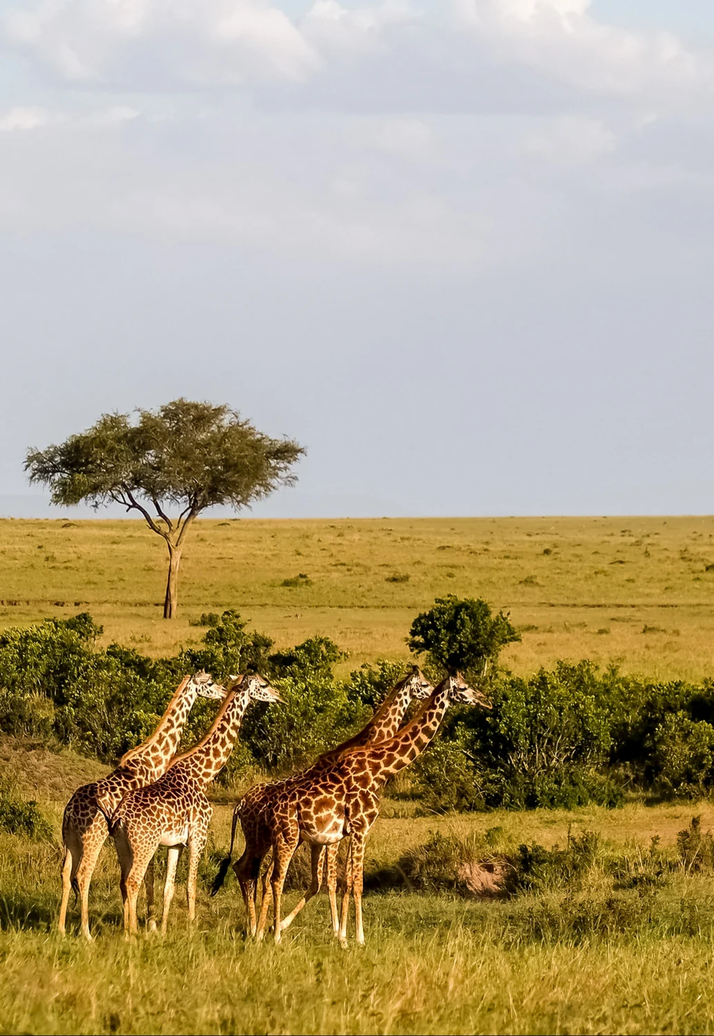 Материалы Wild Africa для презентации путешествия